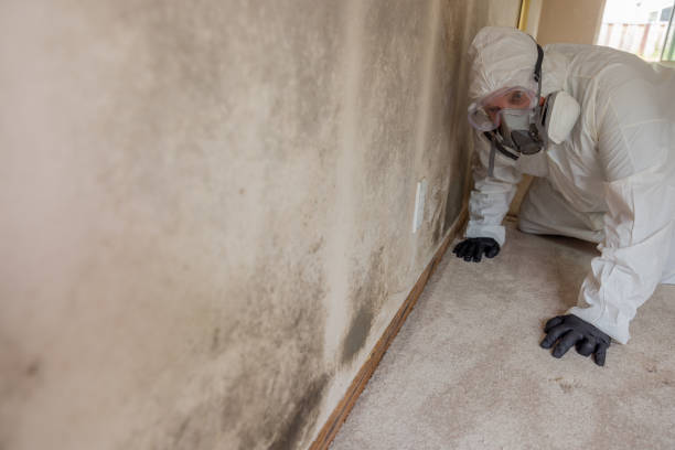 Reliable Scotts Hill, TN Mold Removal Solutions